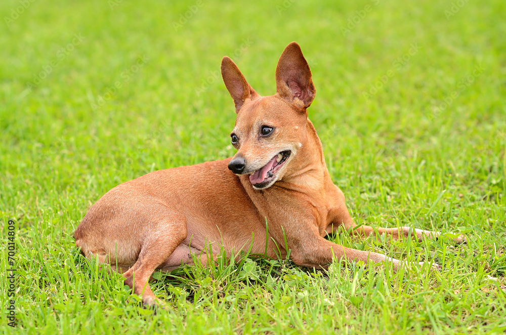Miniature pinscher in the green grass Miniature pinscher in the green grass