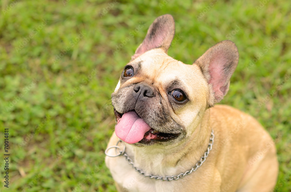 French Bulldog sit on the green grass