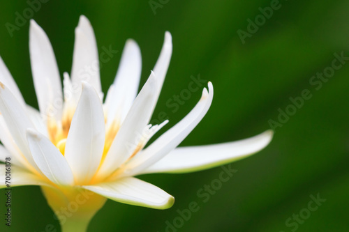 close up white lotus blossom