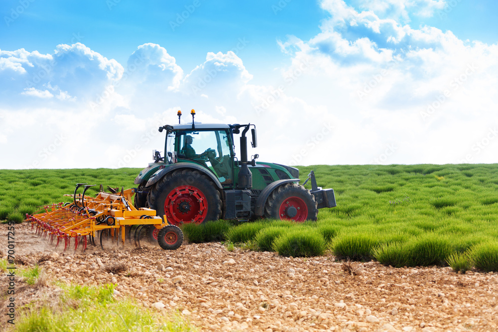 Obraz premium Tractor working on lavender fields