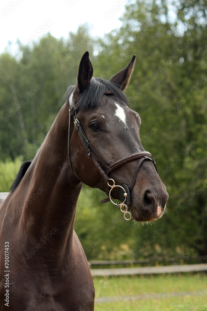 Black latvian breed horse portrait at the countryside