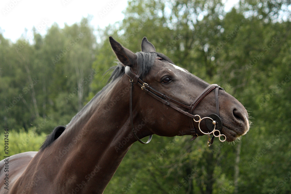 Obraz premium Black latvian breed horse portrait at the countryside