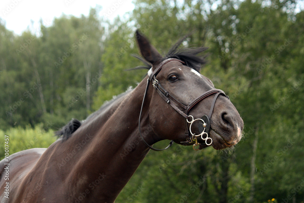 Fototapeta premium Black latvian breed horse portrait at the countryside