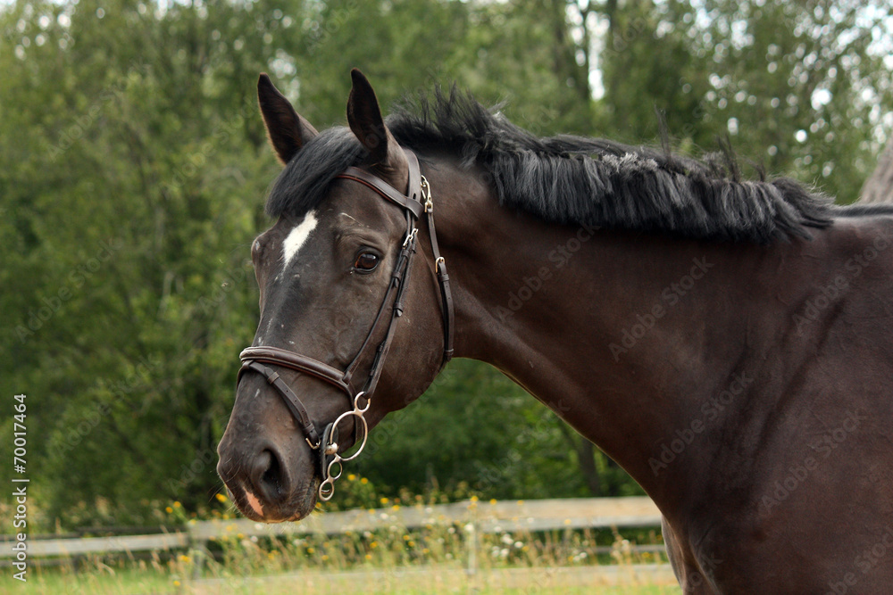 Naklejka premium Black latvian breed horse portrait at the countryside