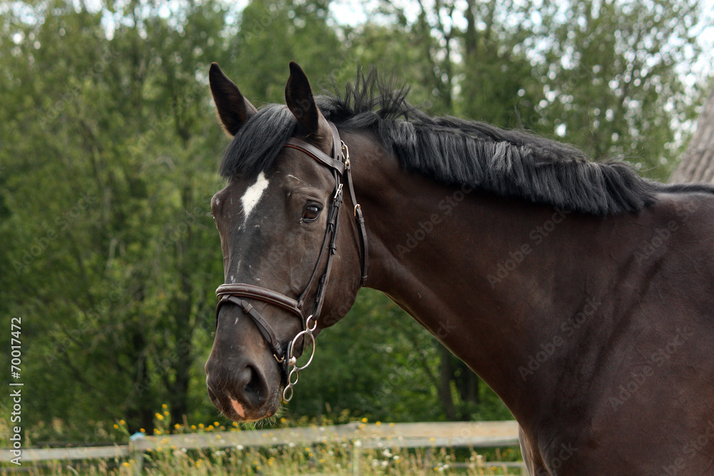 Black latvian breed horse portrait at the countryside Black latvian breed horse portrait at the countryside
