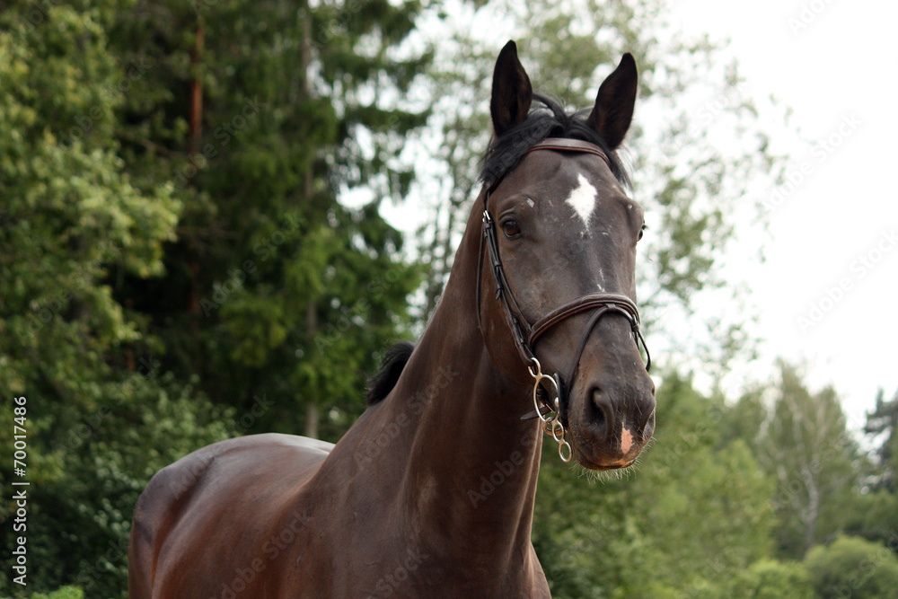 Black latvian breed horse portrait at the countryside Black latvian breed horse portrait at the countryside