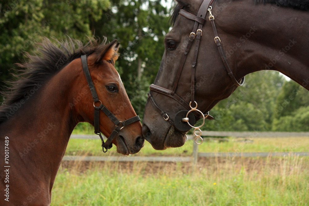 Big black horse and small cute bay foal looking at each other Big black horse and small cute bay foal looking at each other
