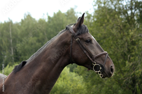 Black latvian breed horse portrait at the countryside © virgonira