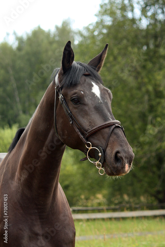Black latvian breed horse portrait at the countryside