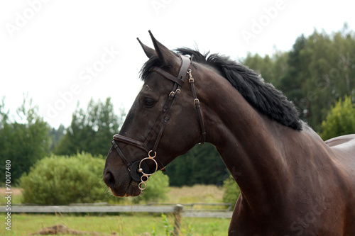 Black latvian breed horse portrait at the countryside