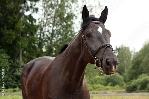 Black latvian breed horse portrait at the countryside © virgonira