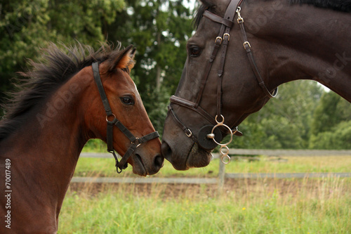 Big black horse and small cute bay foal looking at each other