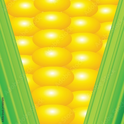 An ear of corn