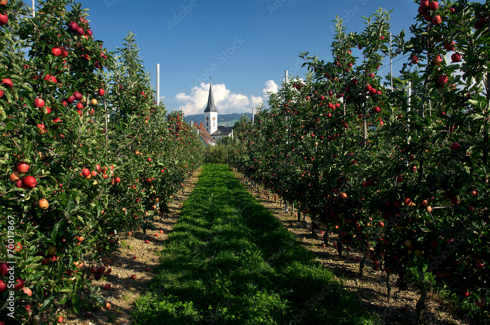 Apfelplantage
