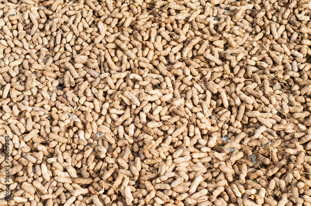 sun drying harvested peanuts sun drying harvested peanuts