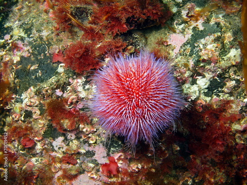 Sea urchin Echinus, Barents sea © vodolaz