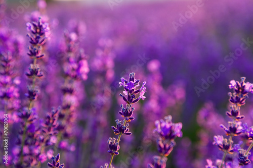 Fototapeta Naklejka Na Ścianę i Meble -  Lavender field in Tihany, Hungary