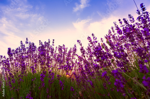 Fototapeta Naklejka Na Ścianę i Meble -  Lavender field in Tihany, Hungary