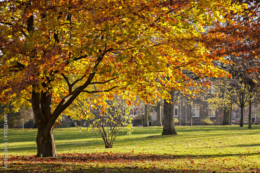Autumn park Autumn park