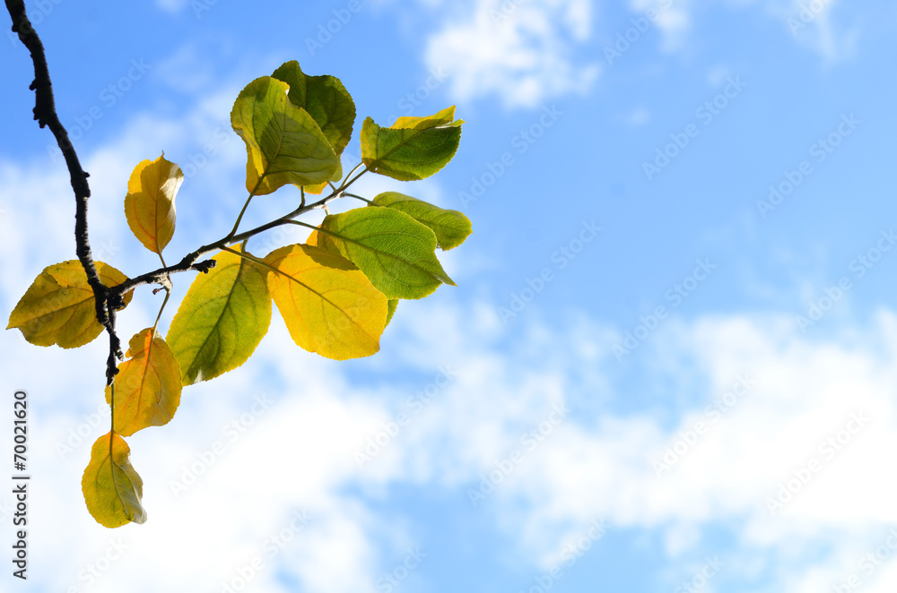 Obraz premium Branch with green and yellow leaves against blue sky with white