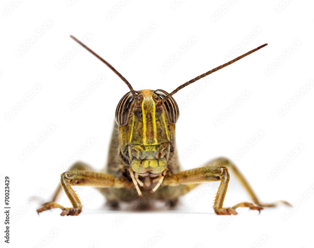 Fototapeta premium Locust