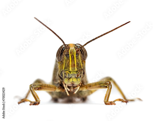 Locust © lurs