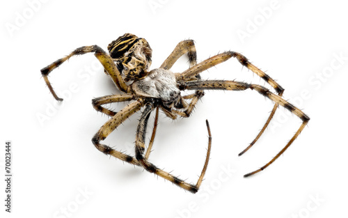 Dead Wasp spider, Argiope bruennichi,