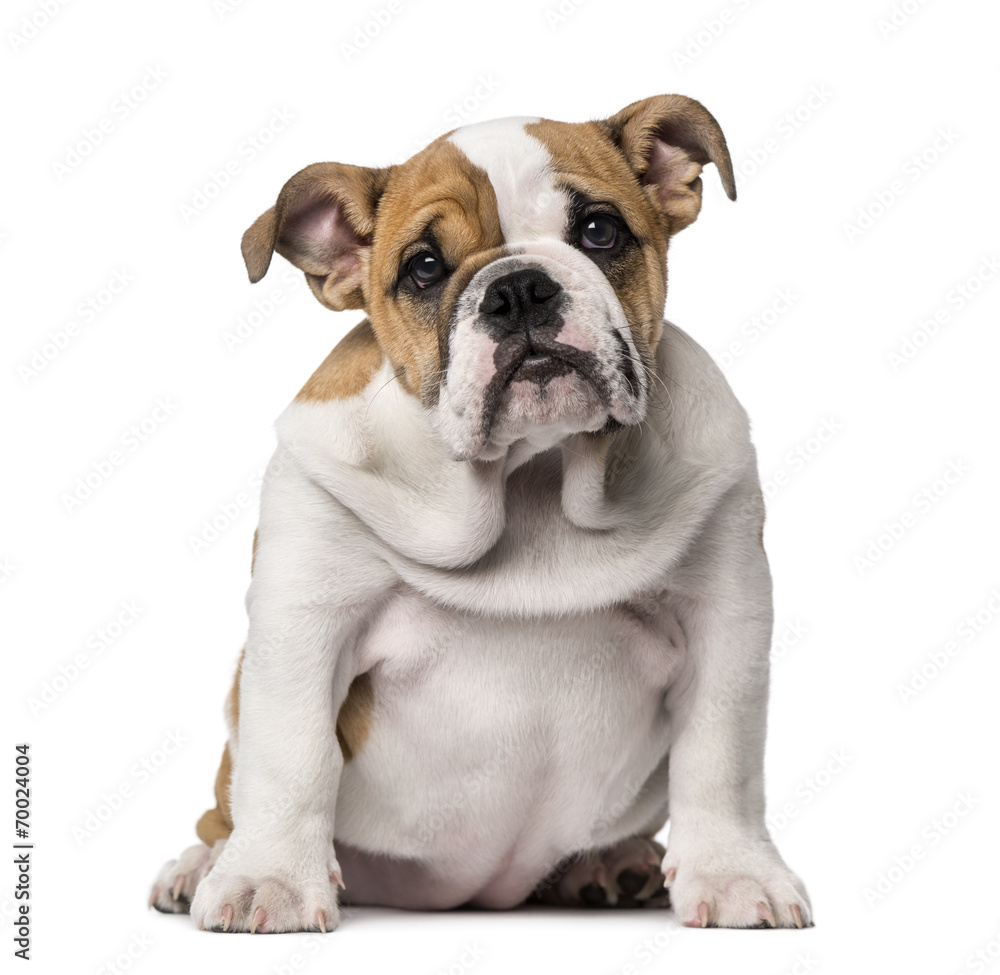 Obraz premium English Bulldog puppy (3 months old)