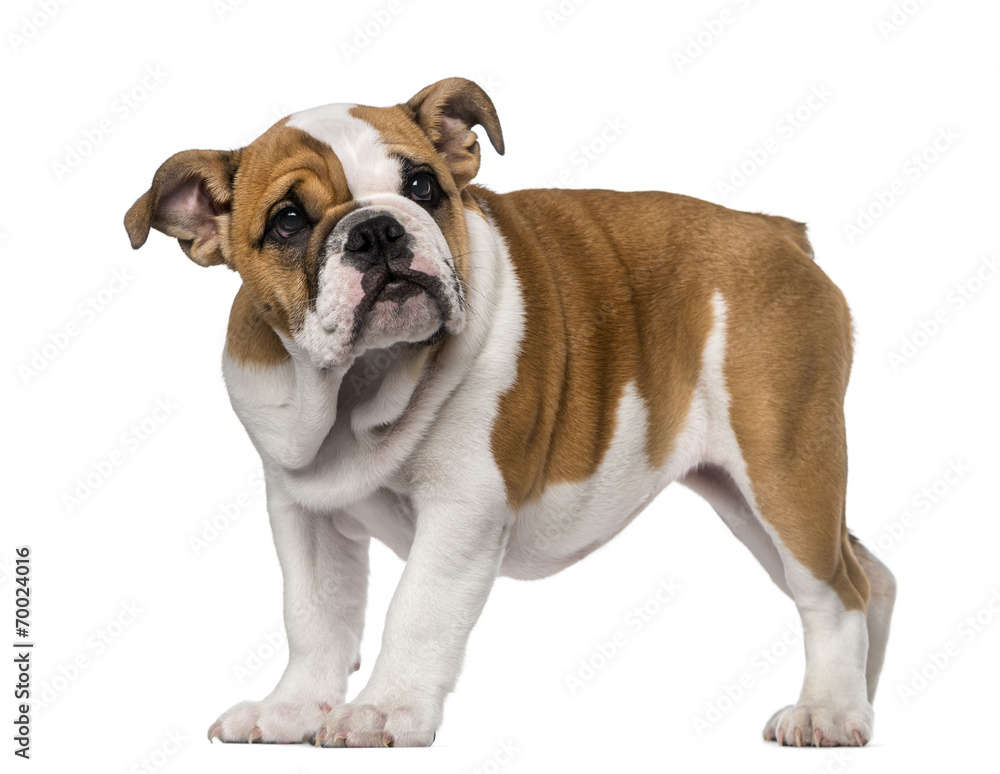 English Bulldog puppy (3 months old)
