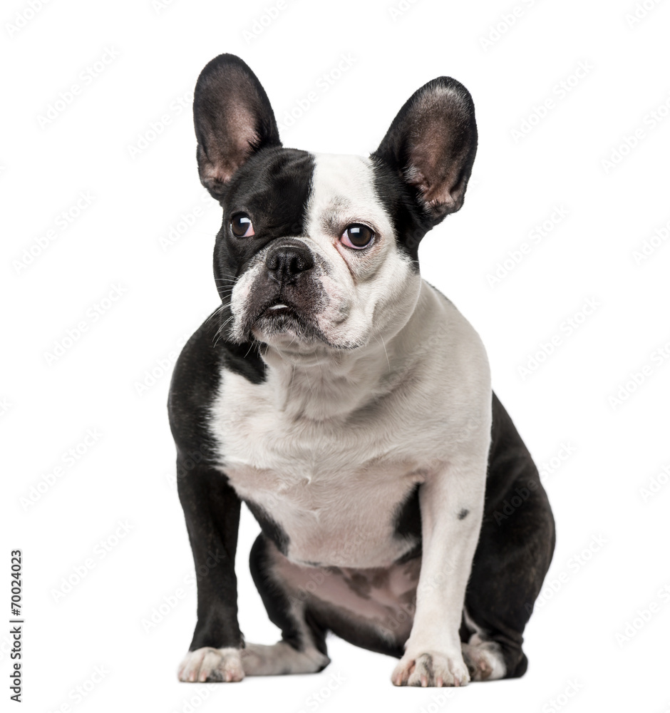 French Bulldog sitting