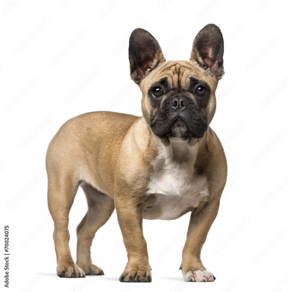French Bulldog (7 months old)