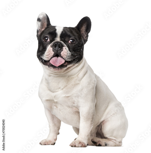 Fototapeta Naklejka Na Ścianę i Meble -  French Bulldog (18 months old)