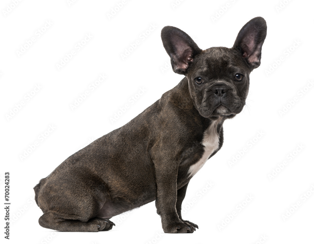 French Bulldog puppy (5 months old)