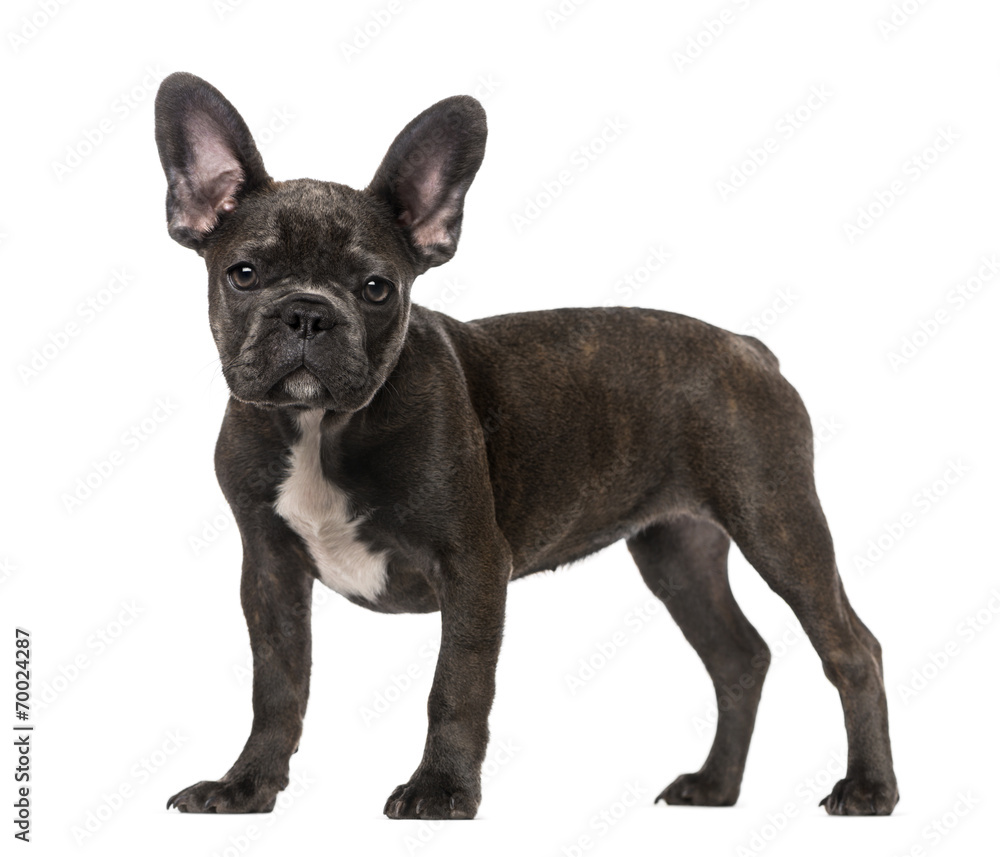 French Bulldog puppy (5 months old)