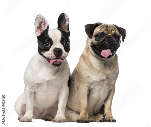 Fototapeta Naklejka Na Ścianę i Meble -  French Bulldog (7 months old), Pug (8 months old)