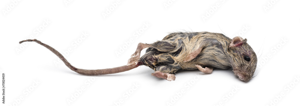 Fototapeta premium Dead mouse