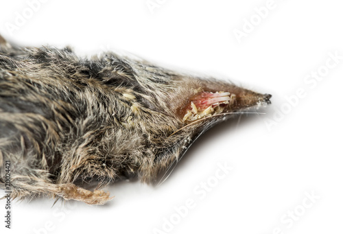 Fototapeta Naklejka Na Ścianę i Meble -  Dead White-toothed shrew