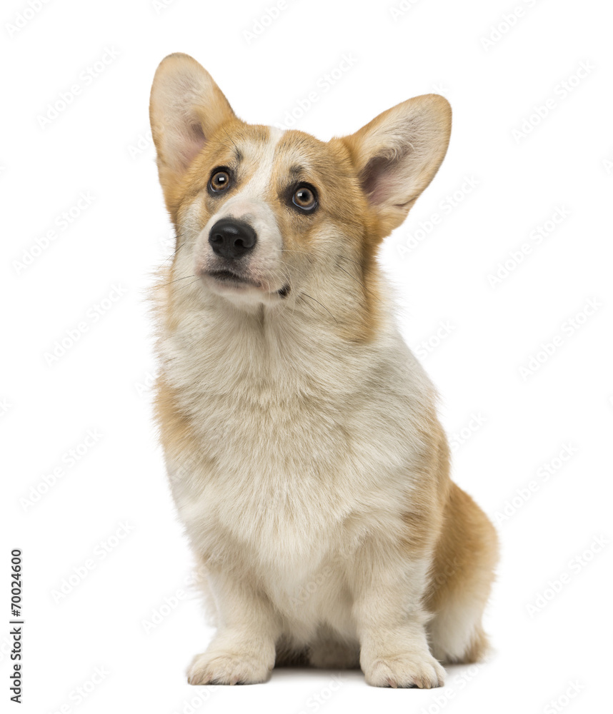 Welsh Corgi Pembroke (7 months old) Welsh Corgi Pembroke (7 months old)