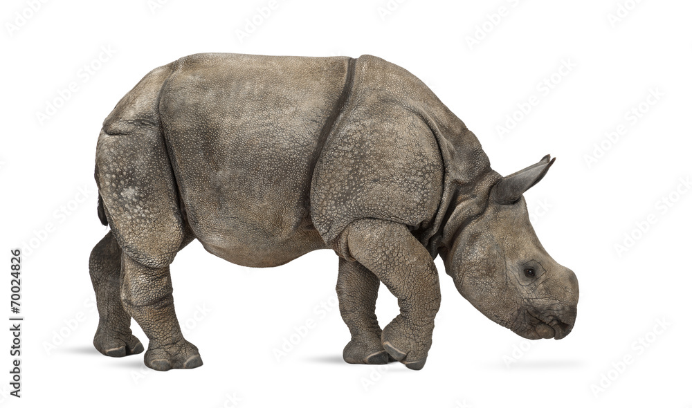 Fototapeta premium Young Indian one-horned rhinoceros (8 months old)