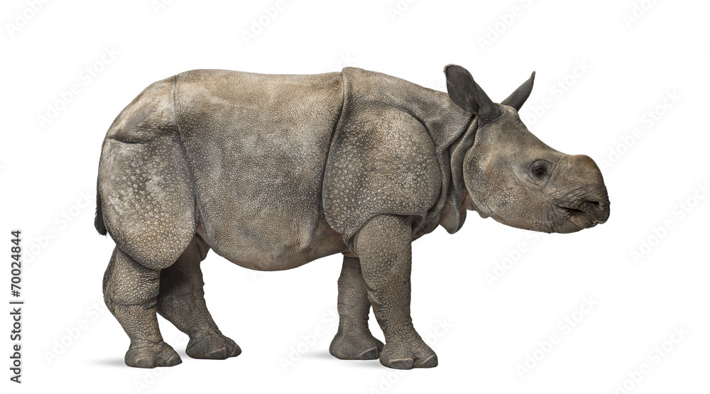 Fototapeta premium Young Indian one-horned rhinoceros (8 months old)