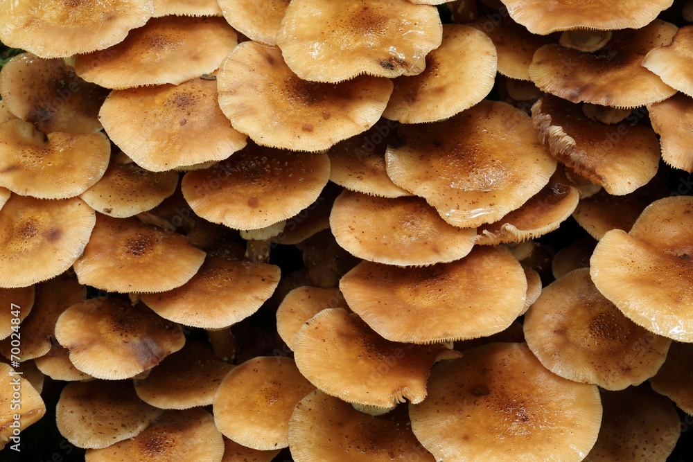 Honey fungus. Honey fungus.