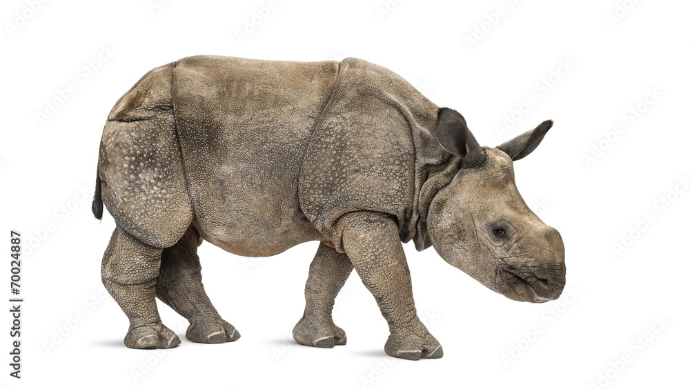 Young Indian one-horned rhinoceros (8 months old) Young Indian one-horned rhinoceros (8 months old)