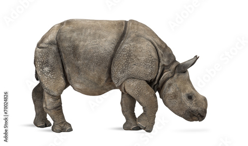 Young Indian one-horned rhinoceros  8 months old 