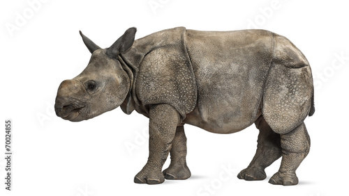Young Indian one-horned rhinoceros (8 months old) © Eric Isselée