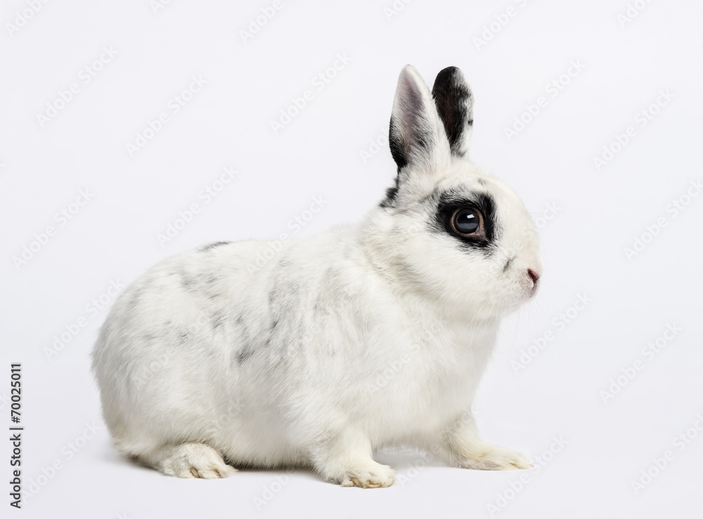 Fototapeta premium Rabbit (3 years old)