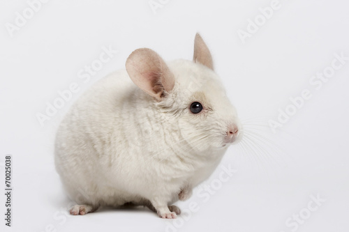 chinchilla (6 years old) © Eric Isselée