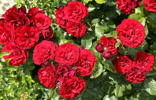 Red roses.