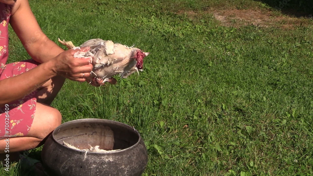 Farm worker woman pick pluck broiler chicken feathers Farm worker woman pick pluck broiler chicken feathers