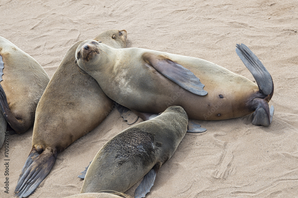 Obraz premium Foca in Namibia