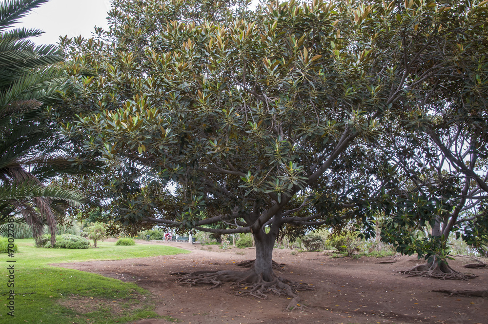 Fototapeta premium garden on the island of Tenerife